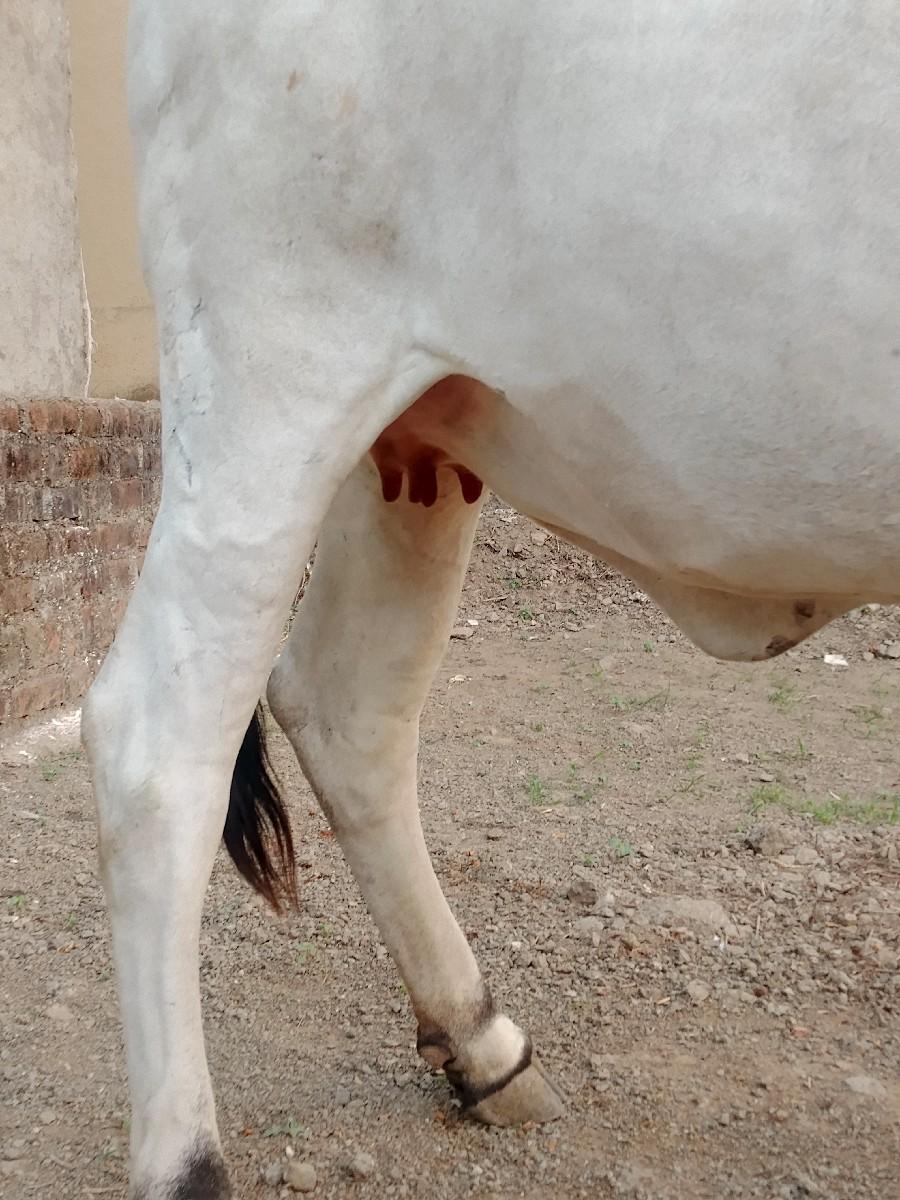 Kamasutra colony baju Mani kava