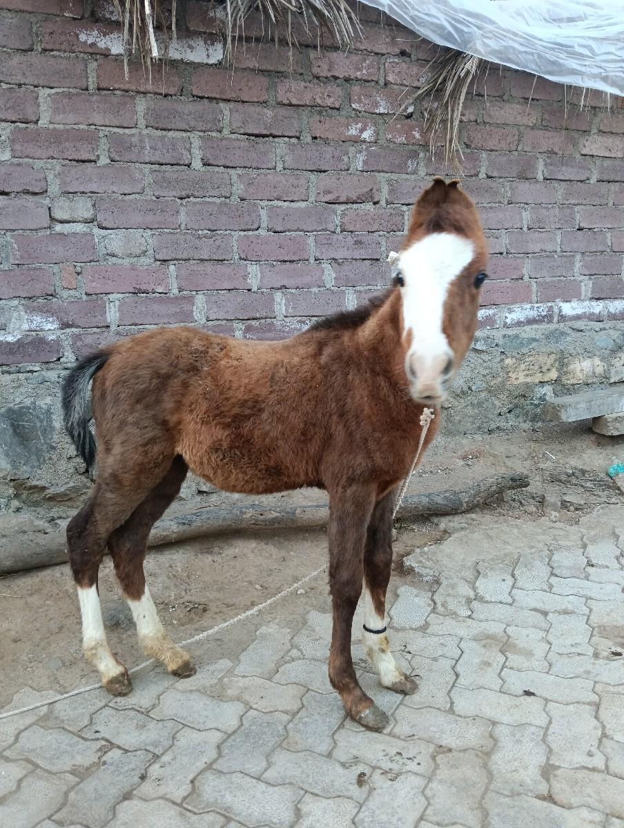 थंबनेल 2