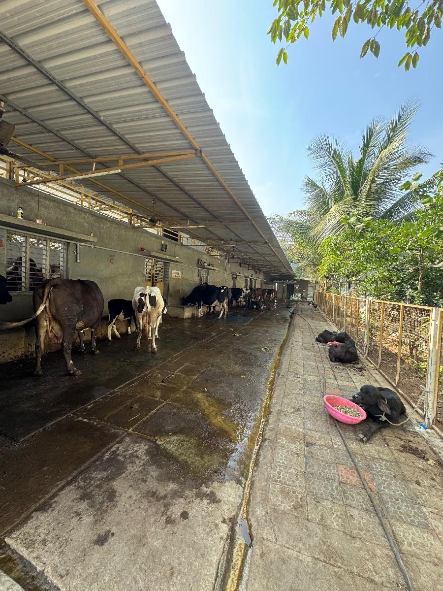 તબેલા માટે માણસો જોયે છે