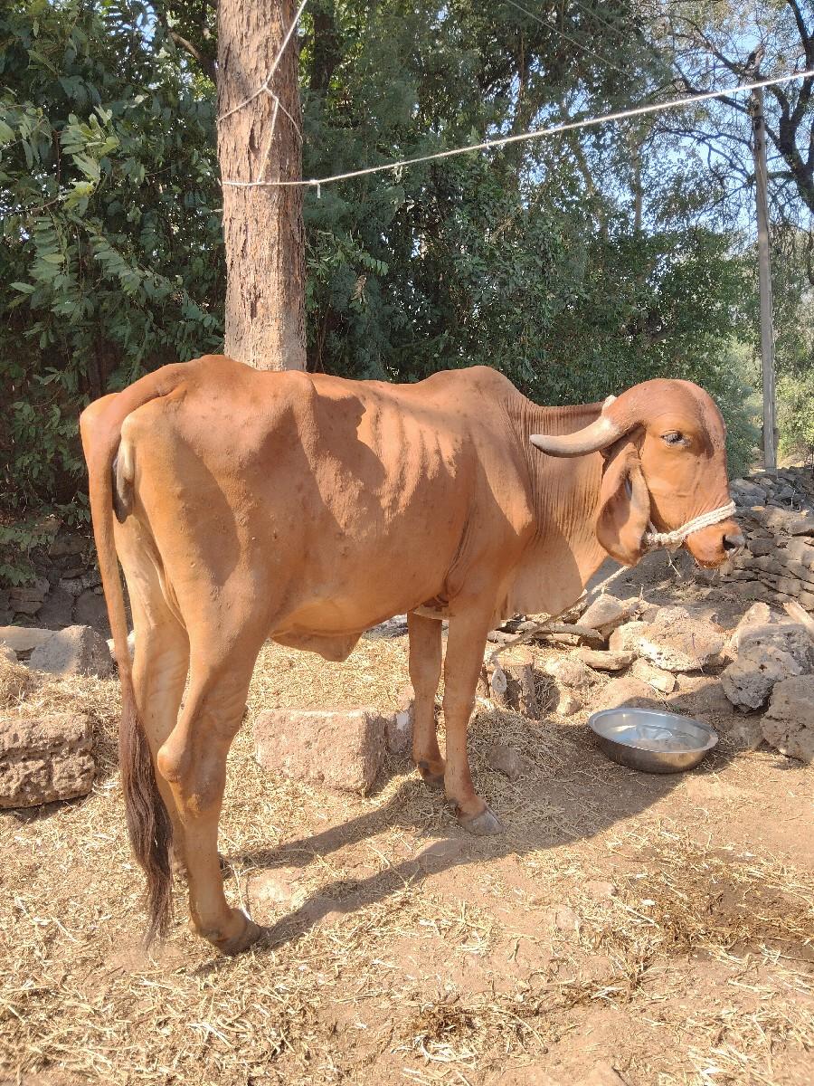 थंबनेल 3