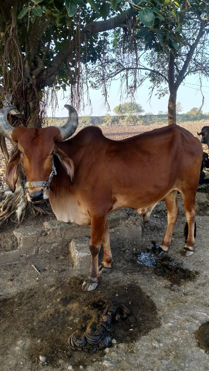 थंबनेल 2