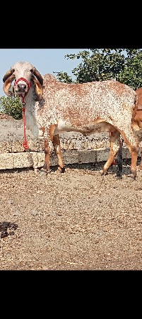 થંબનેલ 2