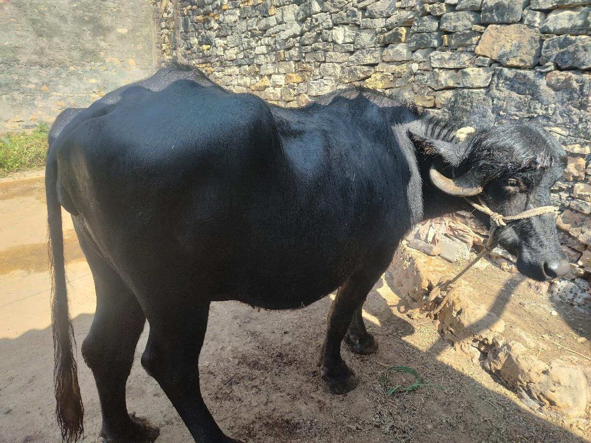 थंबनेल 2