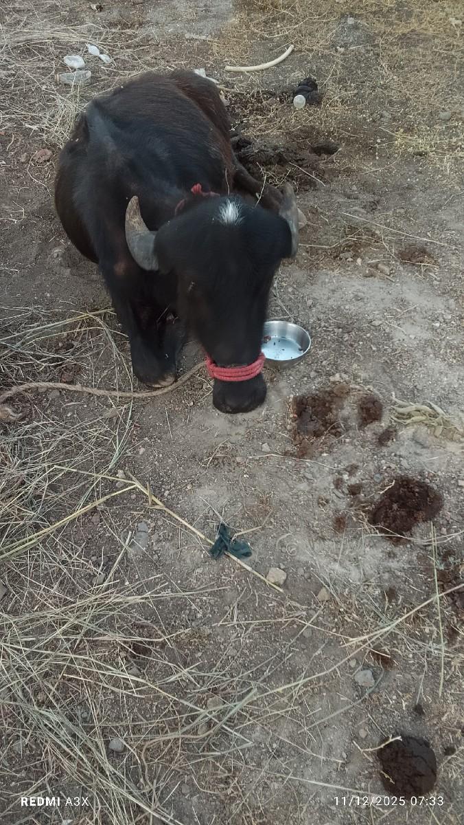 દોઢ વર્ષ