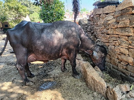 ભેંસ વેચવાની છે.