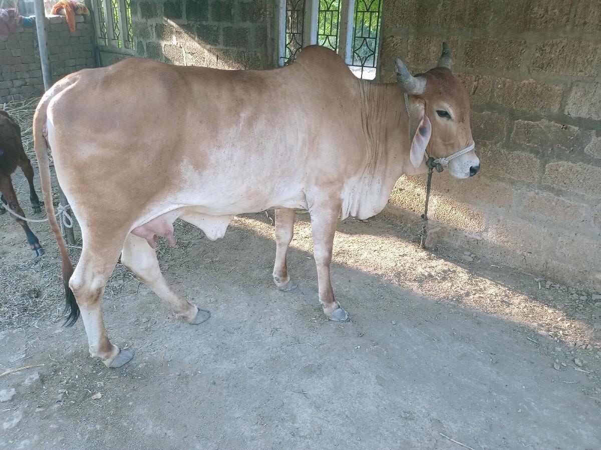 હો ડકીછે