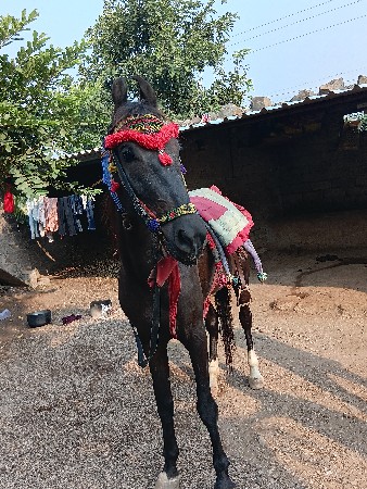 थंबनेल 3