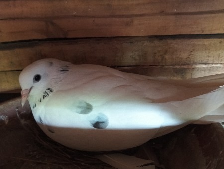 વેચવાના હે લેવાના હોઈજ મેસેજકરે