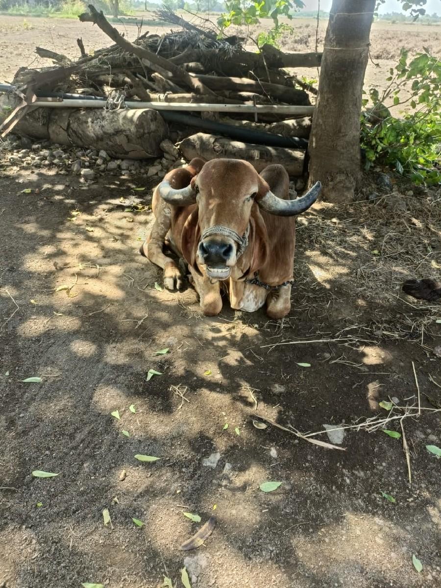 थंबनेल 2