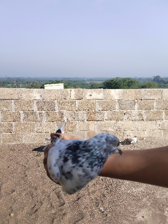 kabutar deewano che  calsro nar