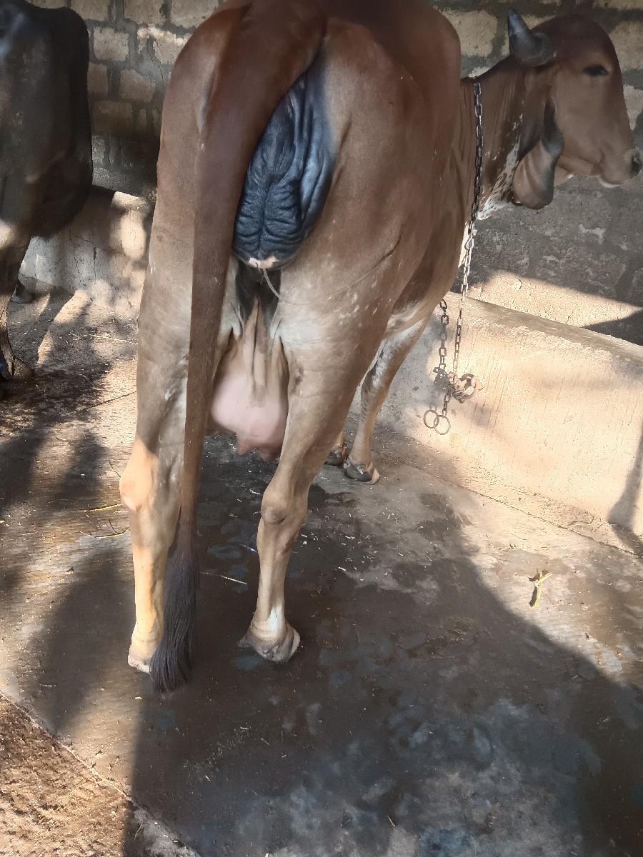 થંબનેલ 2