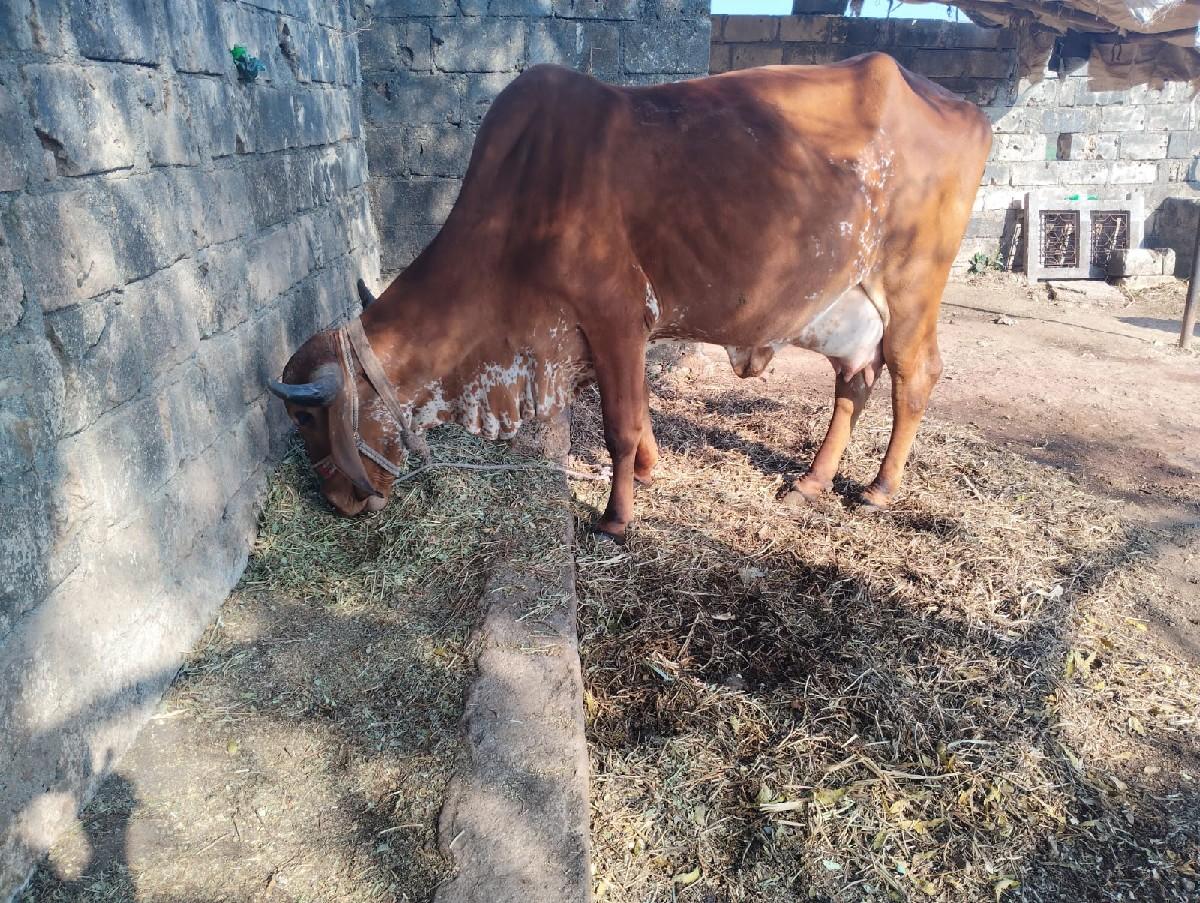 थंबनेल 3