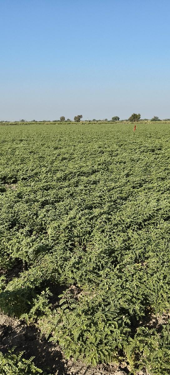 લીલા ચણા