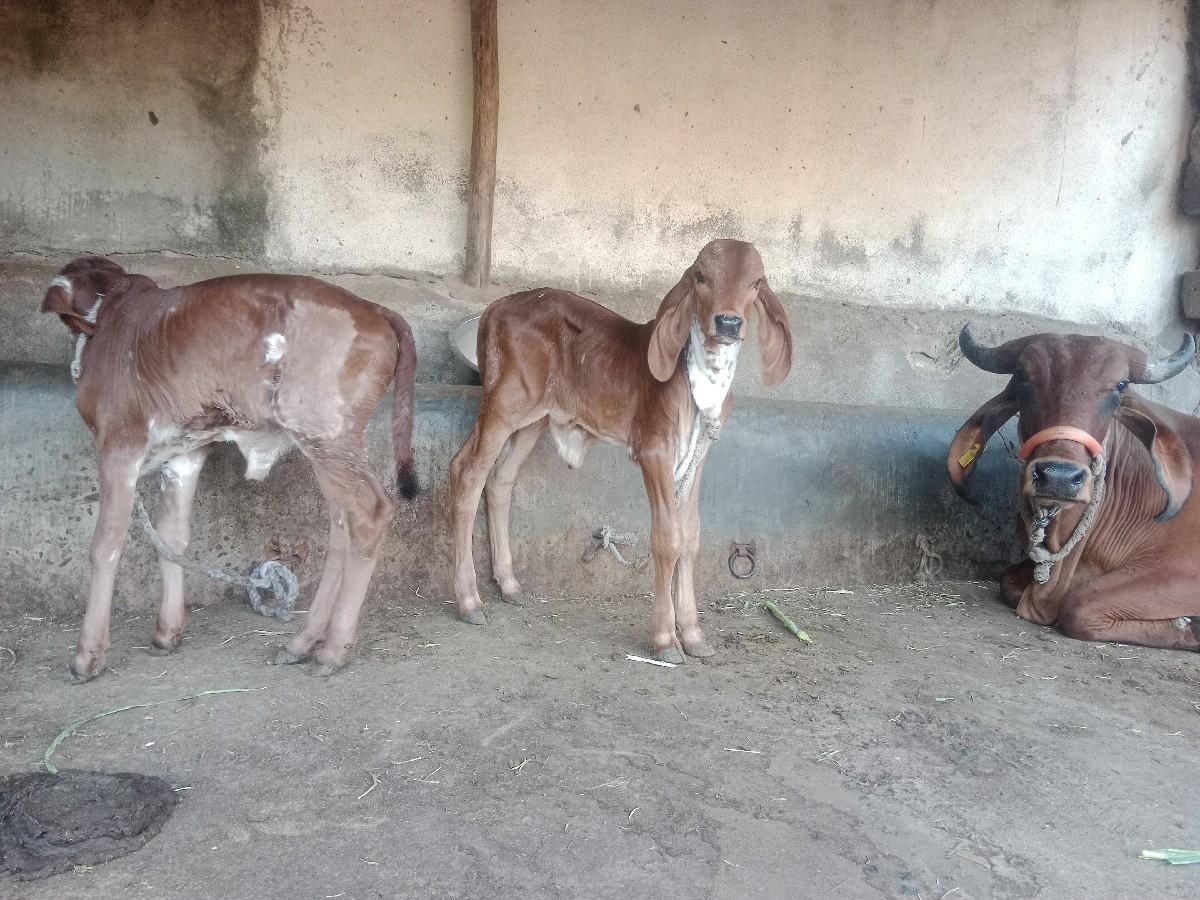 થંબનેલ 2