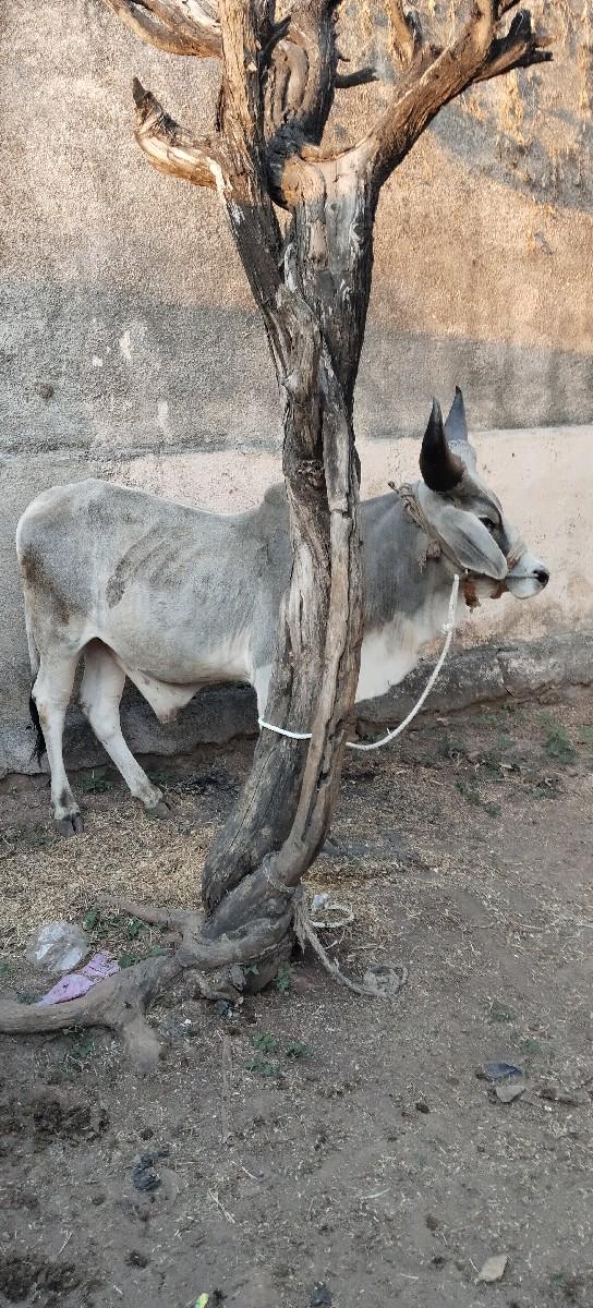 थंबनेल 3