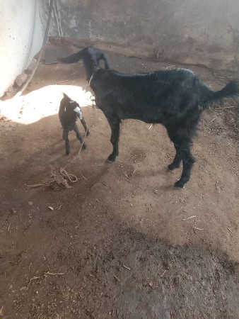 બકરી  વેચવાની છે