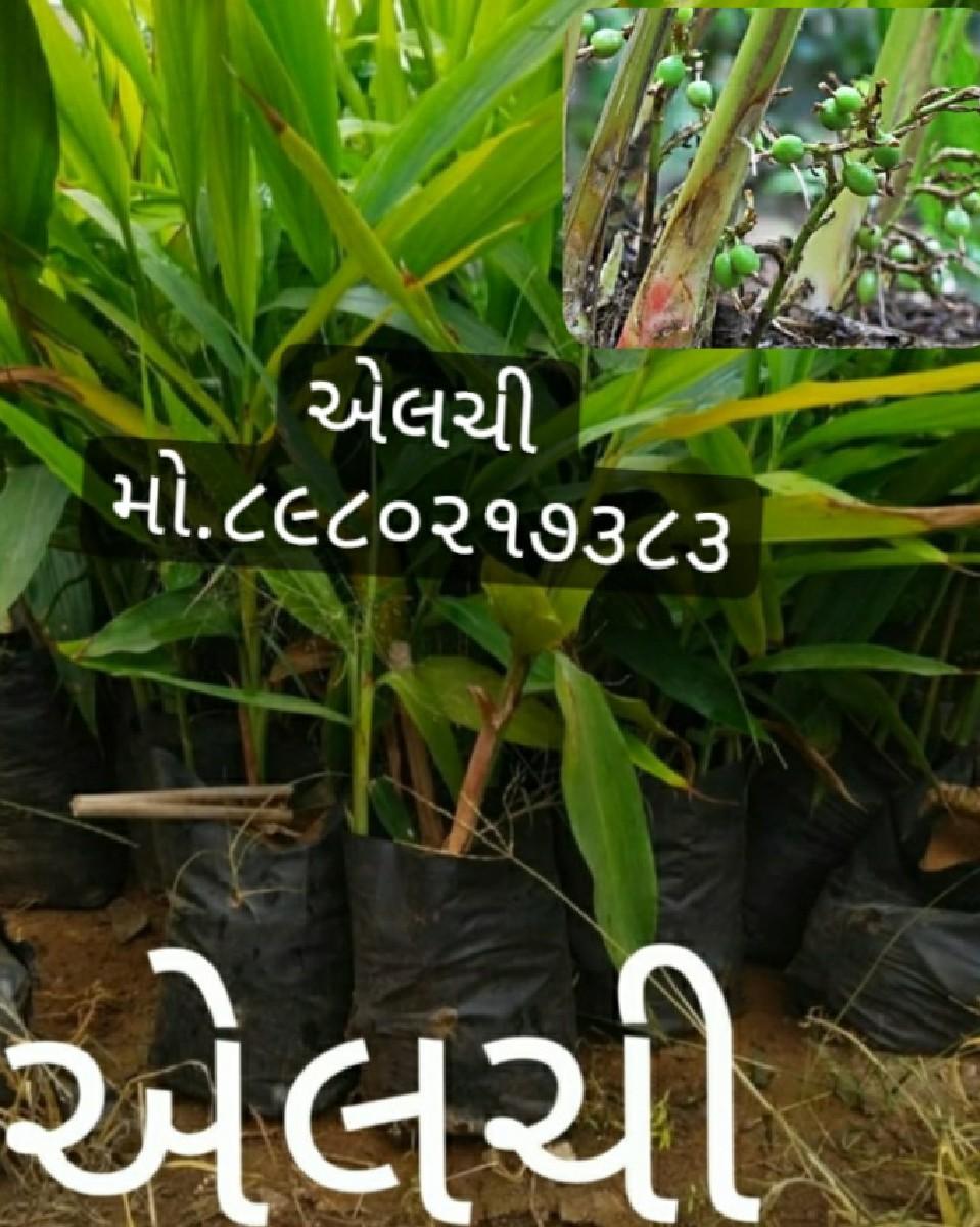 થંબનેલ 5