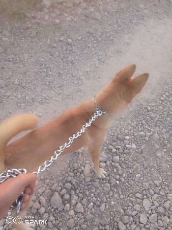 કુતરી વેચવાની છે