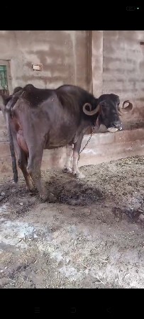 થંબનેલ 3