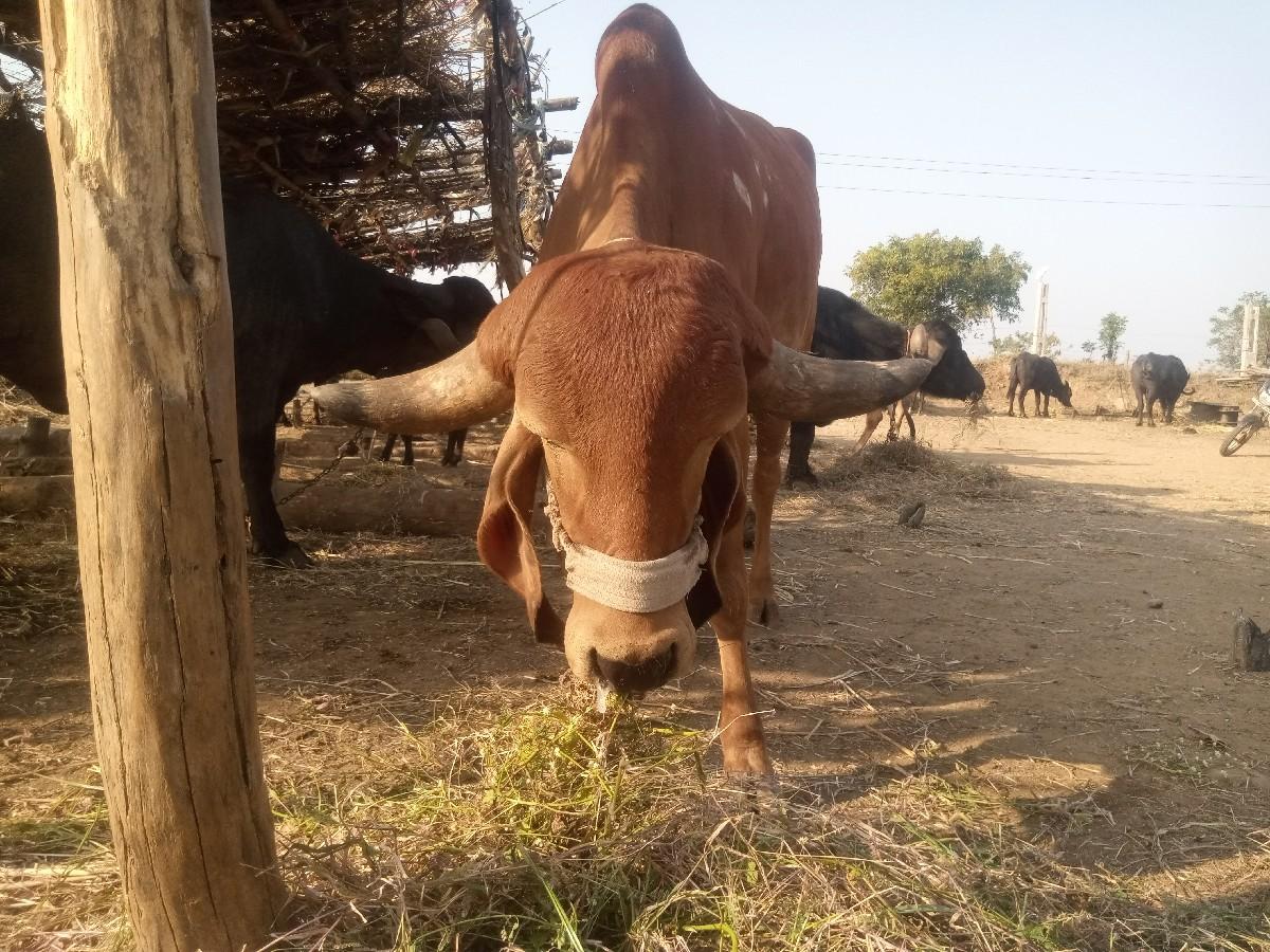 થંબનેલ 2