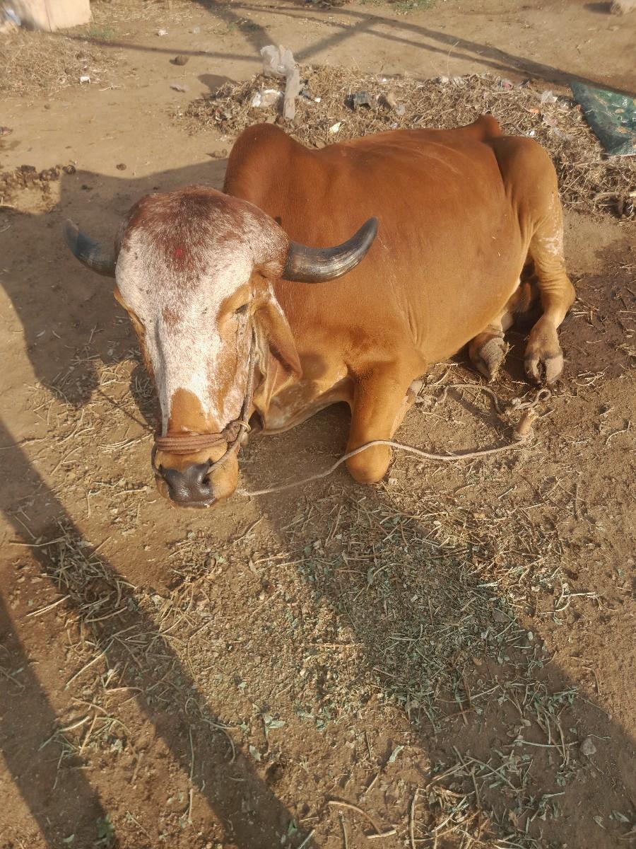 थंबनेल 3