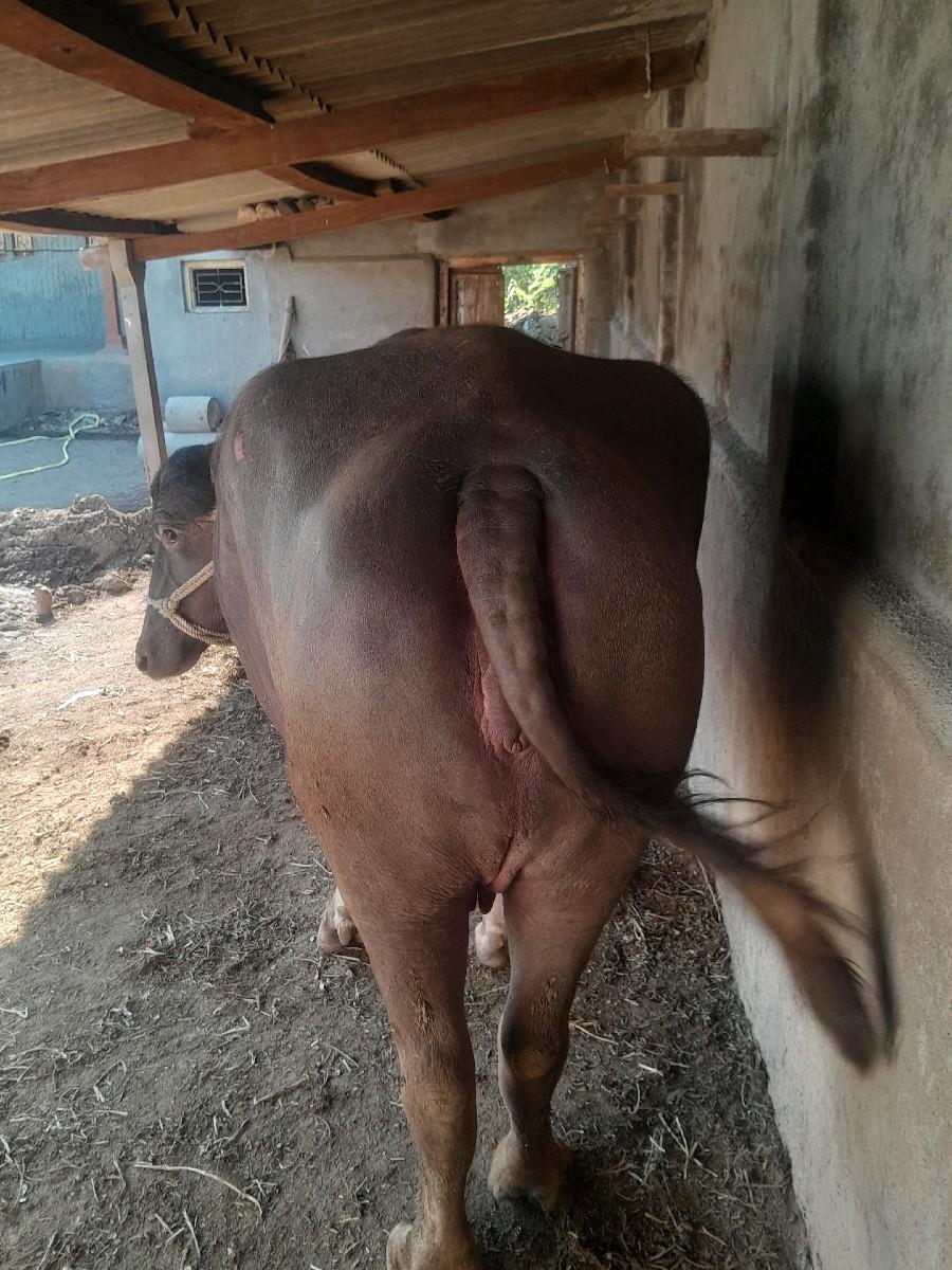 થંબનેલ 3