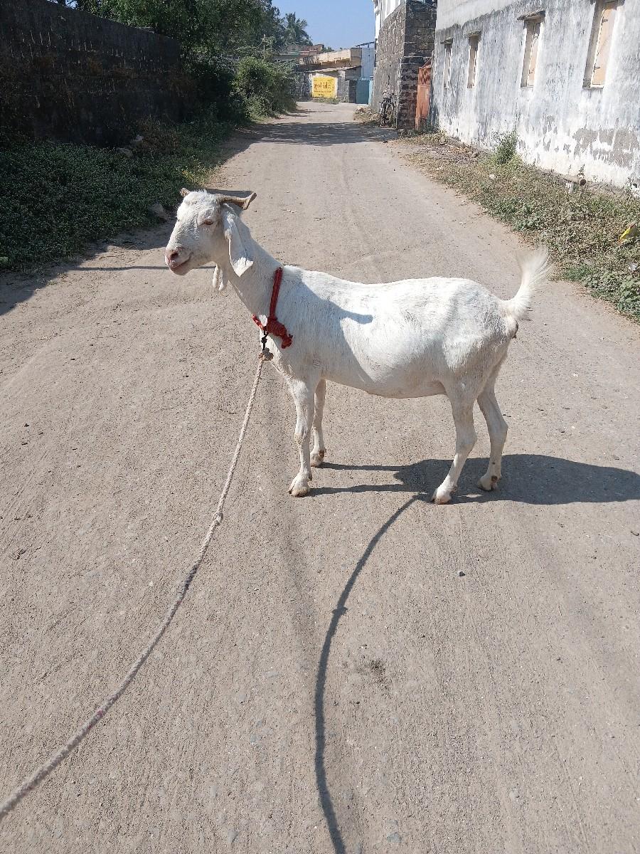 થંબનેલ 3