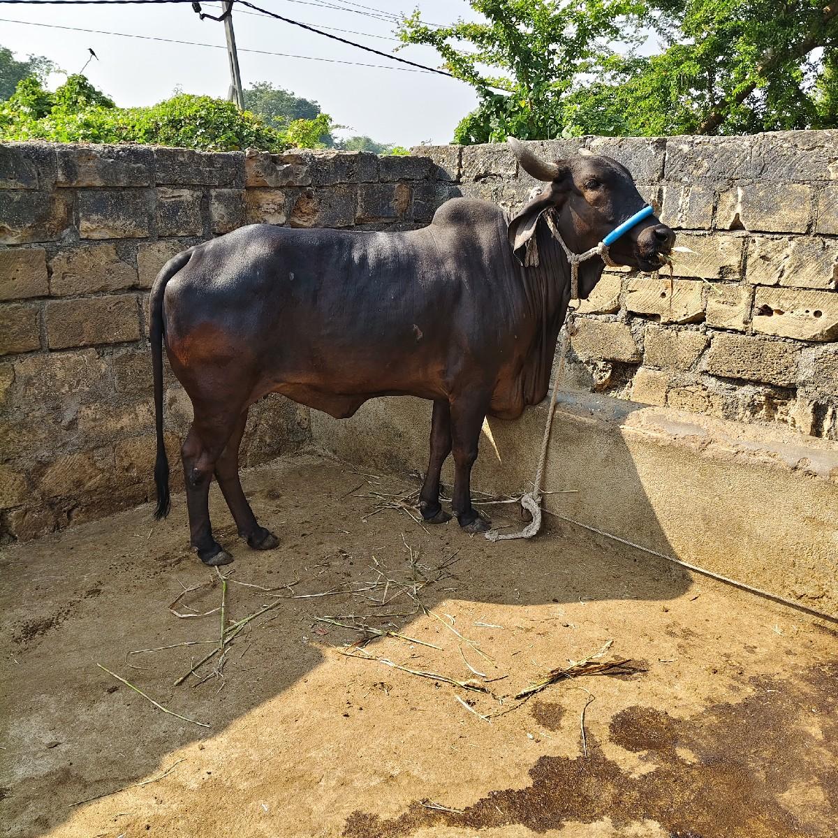 થંબનેલ 3