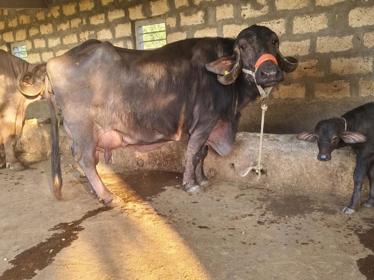 थंबनेल 5