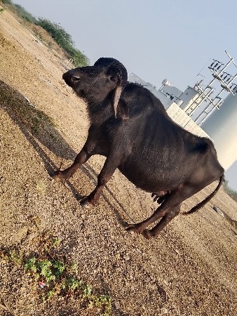 थंबनेल 3