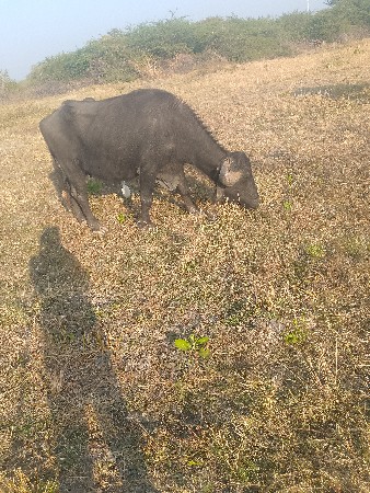 ભેંસ વેસવાની છે