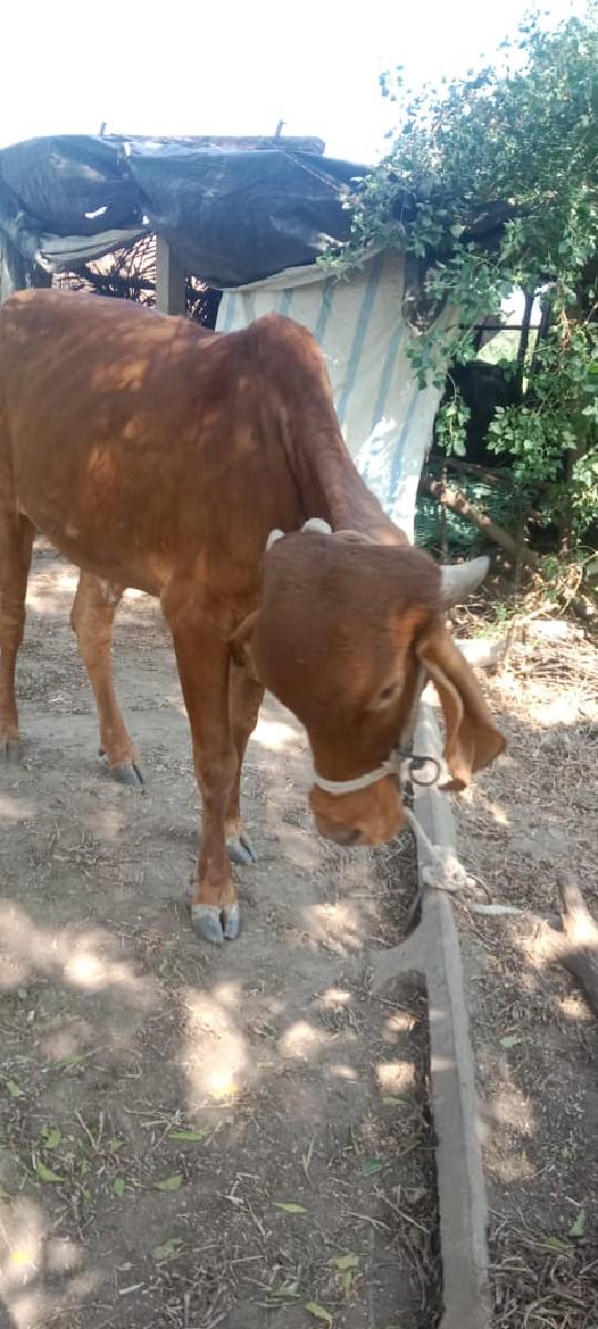 थंबनेल 4