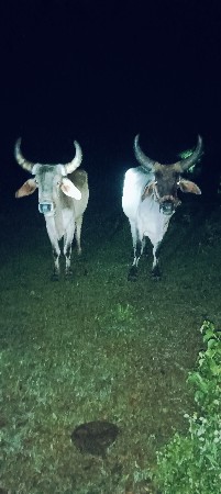 ગોદલા વેચવાના છે