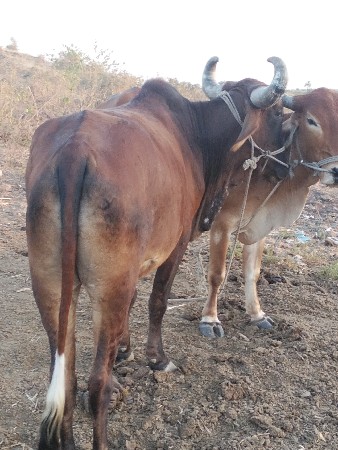 થંબનેલ 2