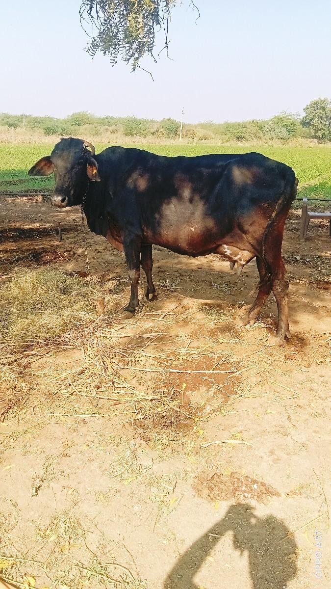 થંબનેલ 3