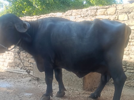 थंबनेल 2