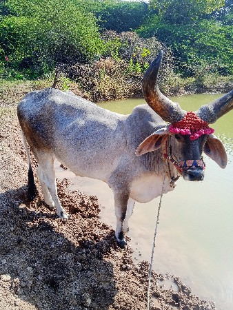 थंबनेल 2