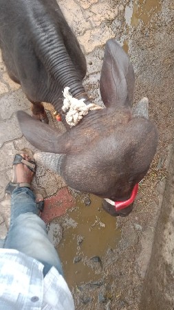 પાડી વેચવાની છે