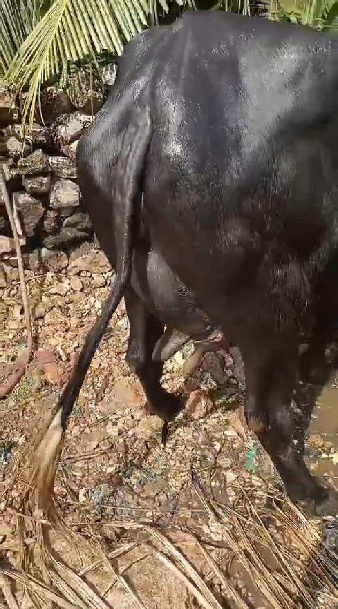 થંબનેલ 3