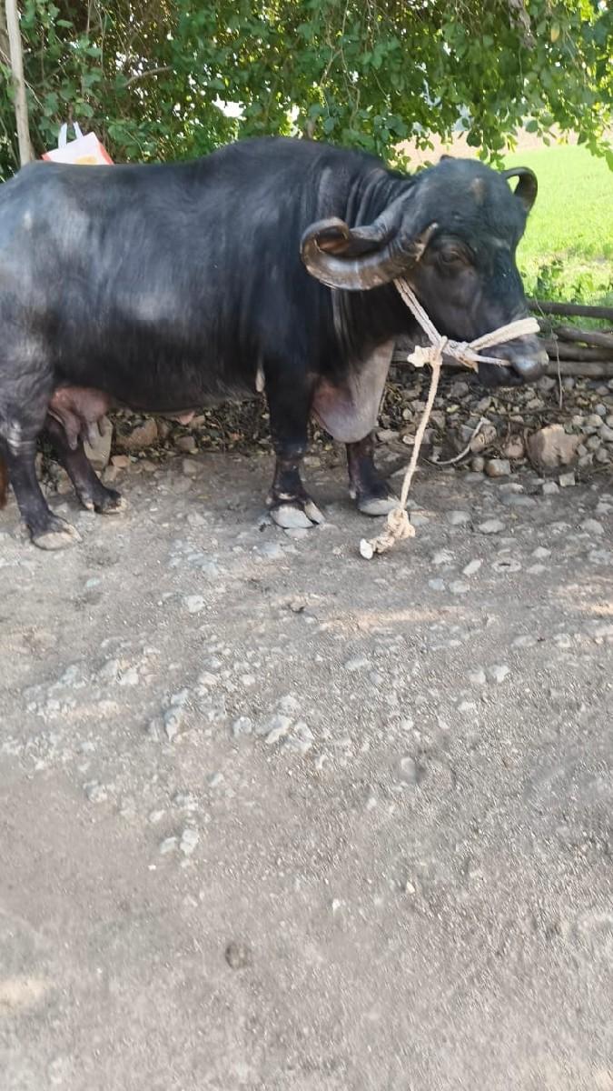 2 ભેંસ વેચવાની છે