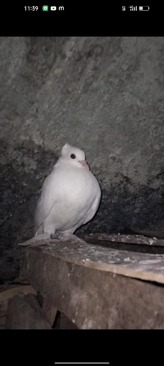 કબુતર વેચવાના છે