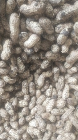 માંડવી નુ બિયારણ વેચવાનું છે