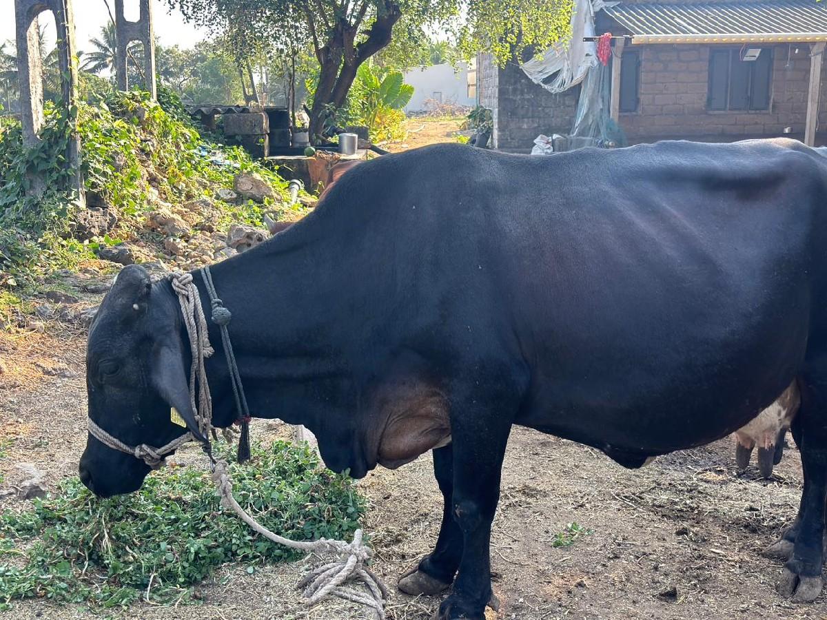 ગાભળી એસેફ ગાય વેચવાની છે.