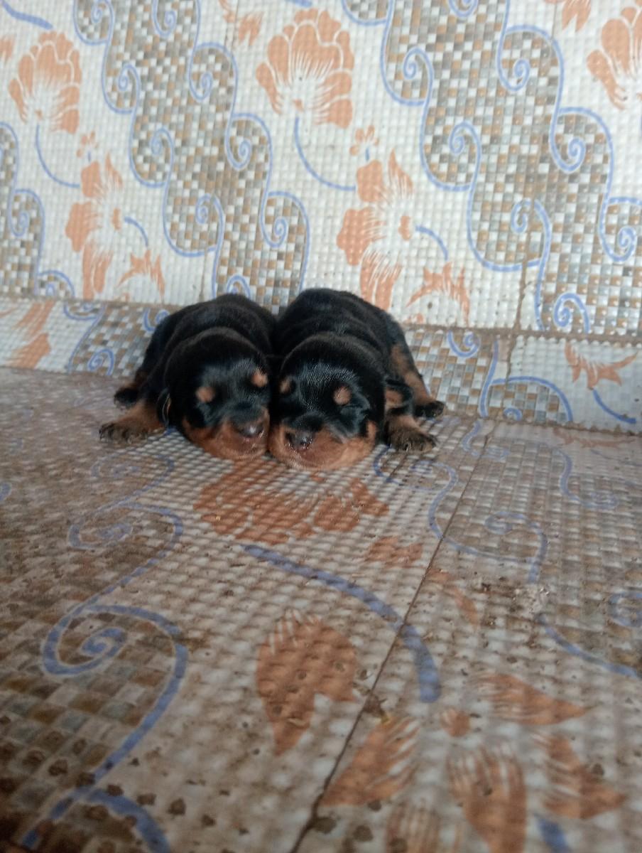 થંબનેલ 2