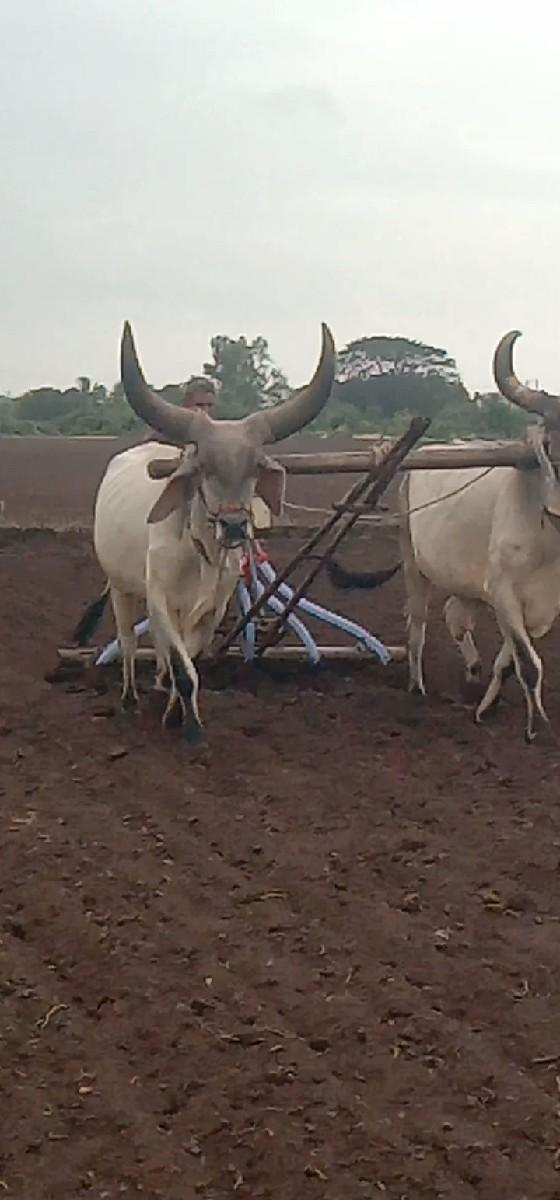 थंबनेल 2