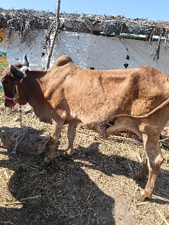 ગાય દેવાનીસે 9મીનાનો ધાભસે કીમત