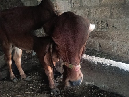 વાછડી વેચવાની છે