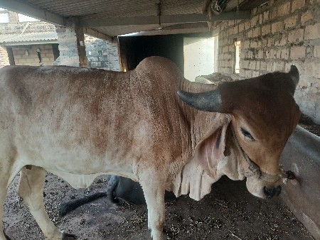 હોળકી વેચવાની છે