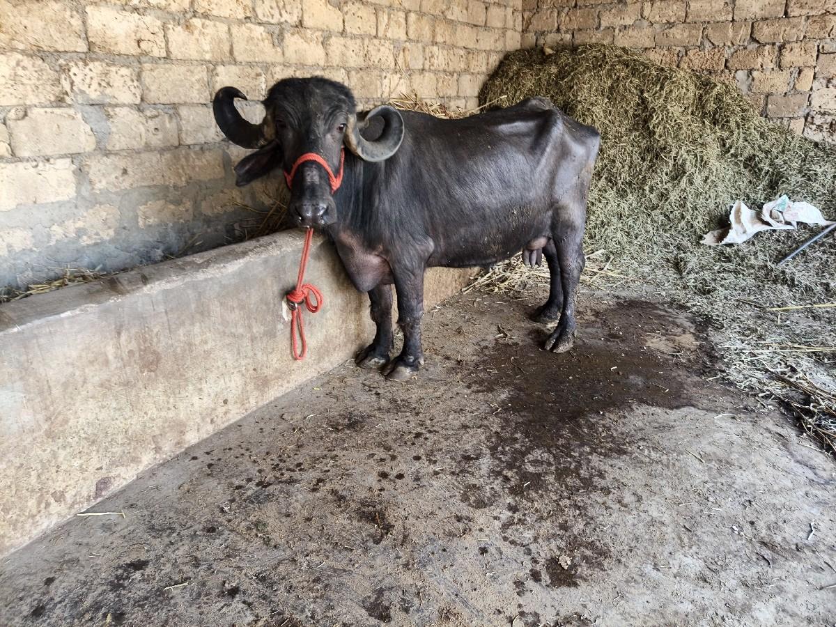 my short 7later loot dost Divas