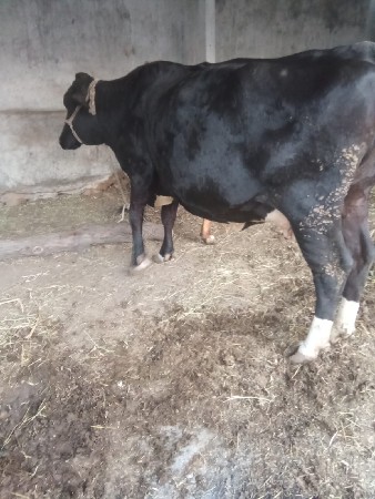 બીજું વેતર